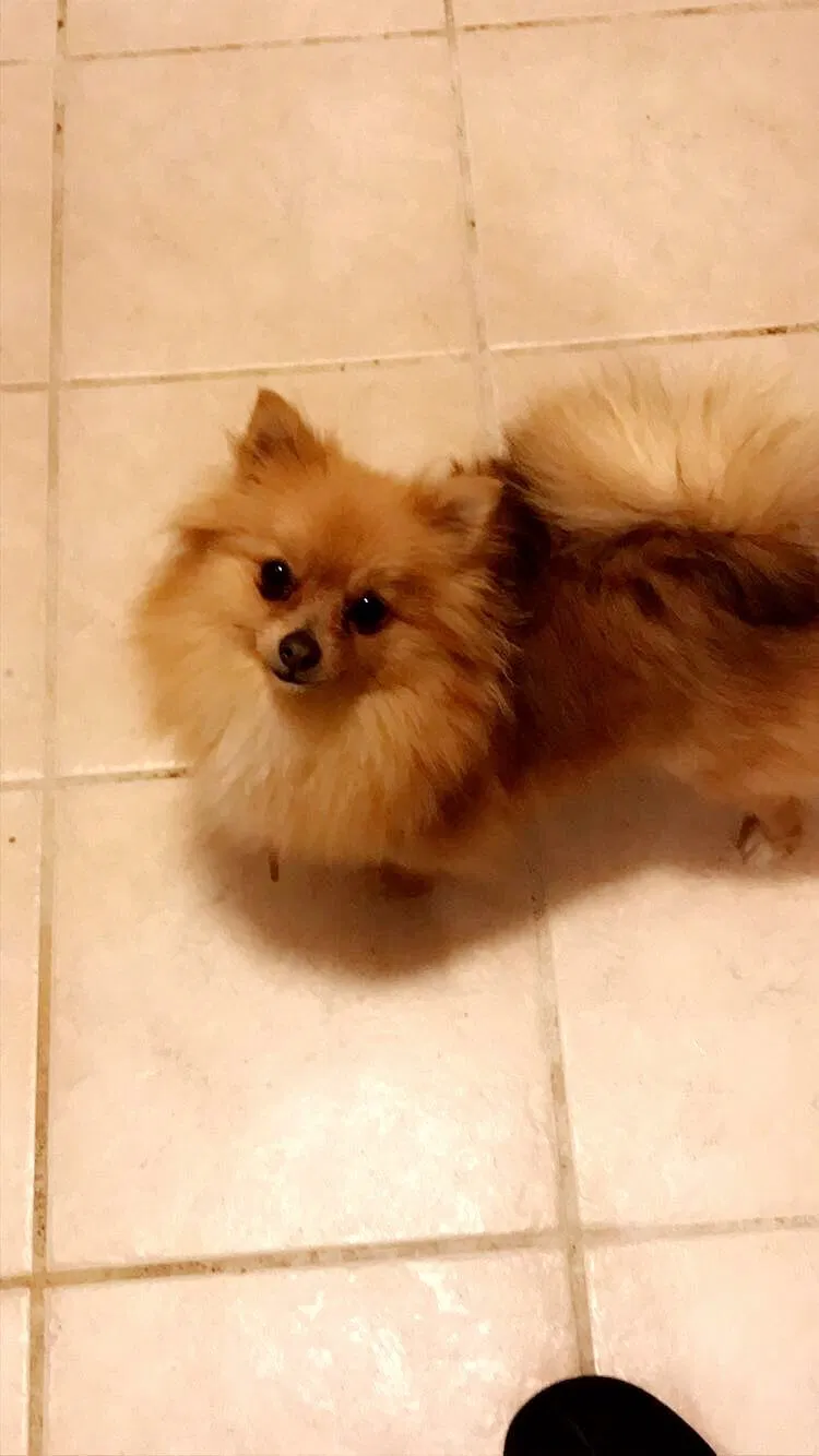 Lost dog in Fredericksburg, VA, 22401