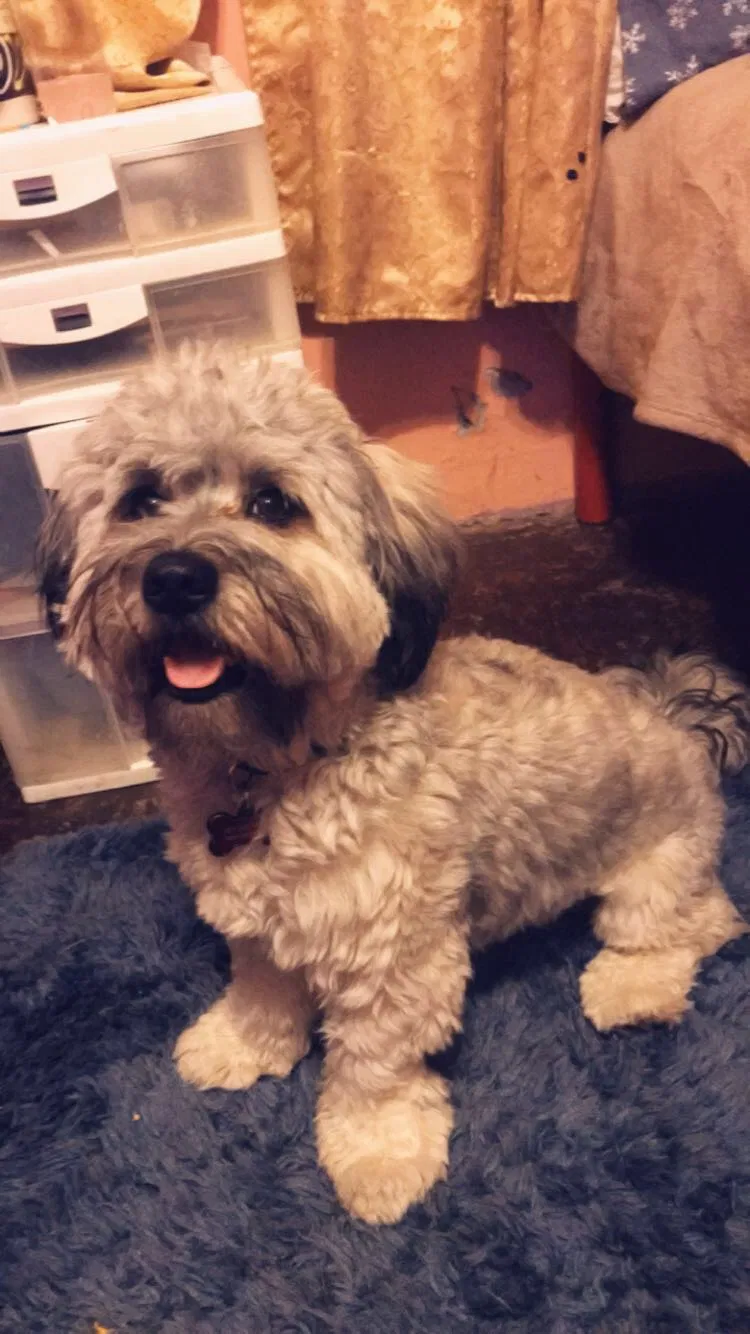 Lost dog in Dallas, TX, 75209