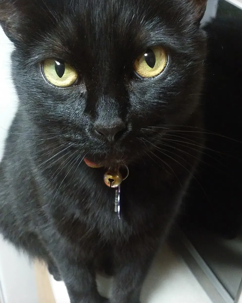 Lost cat in Santa Rosa, CA, 95407