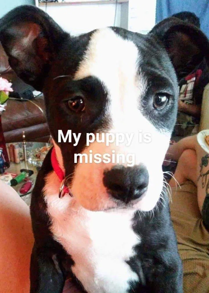Lost dog in Lakeland, FL, 33801