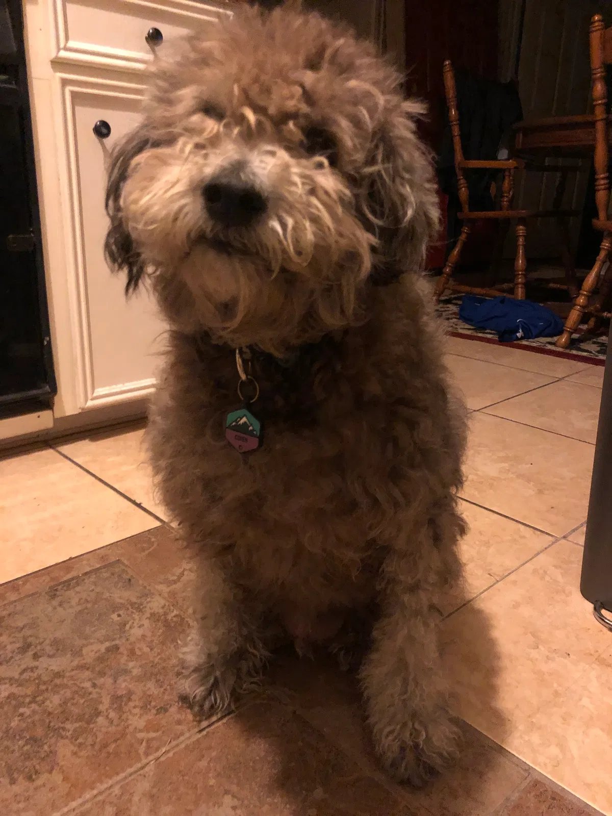 Lost dog in Corpus Christi, TX, 78415