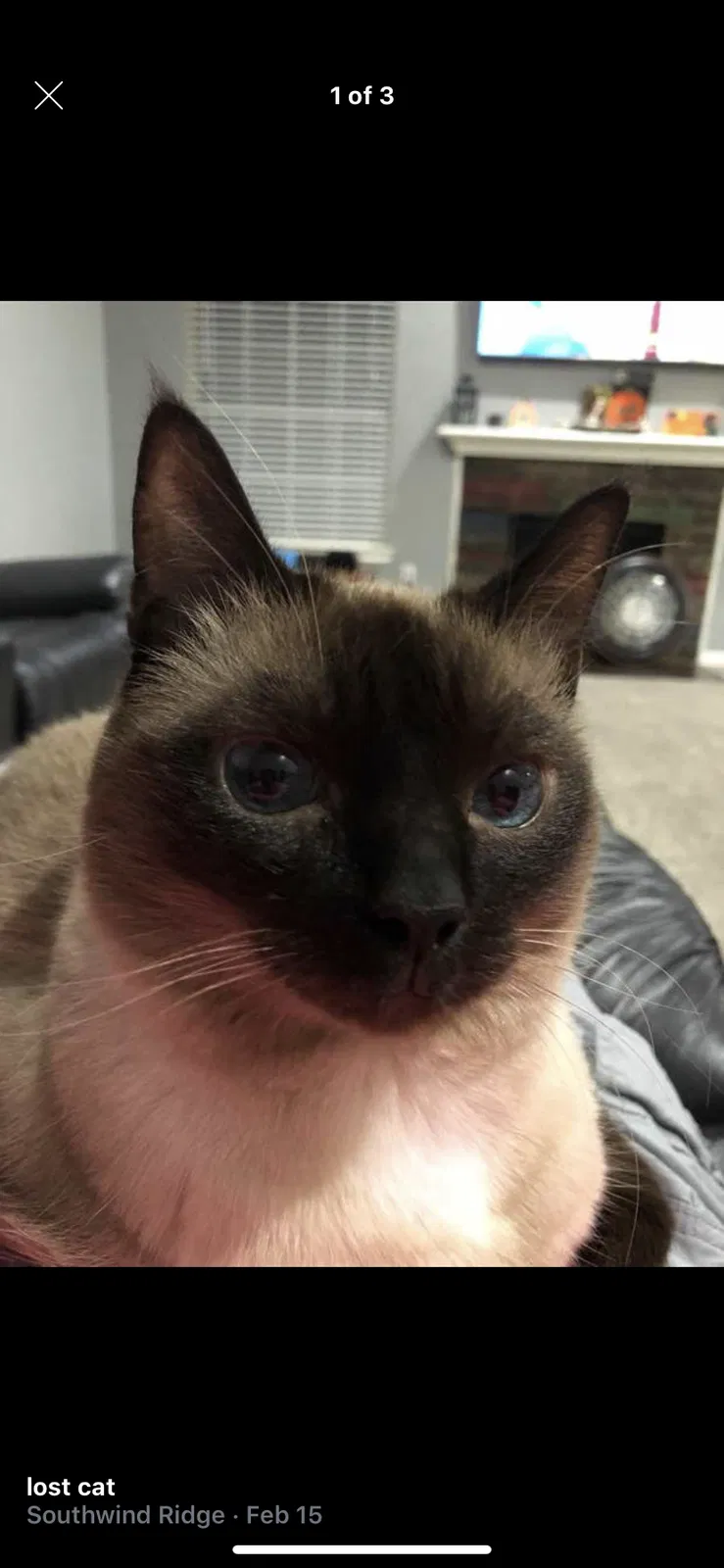 Lost cat in Conroe, TX, 77302