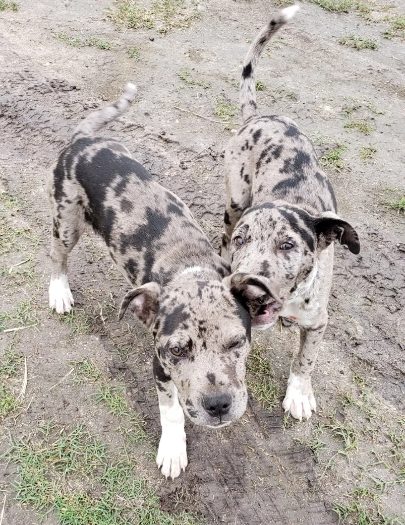 Lost dog in Skidmore, TX, 78389