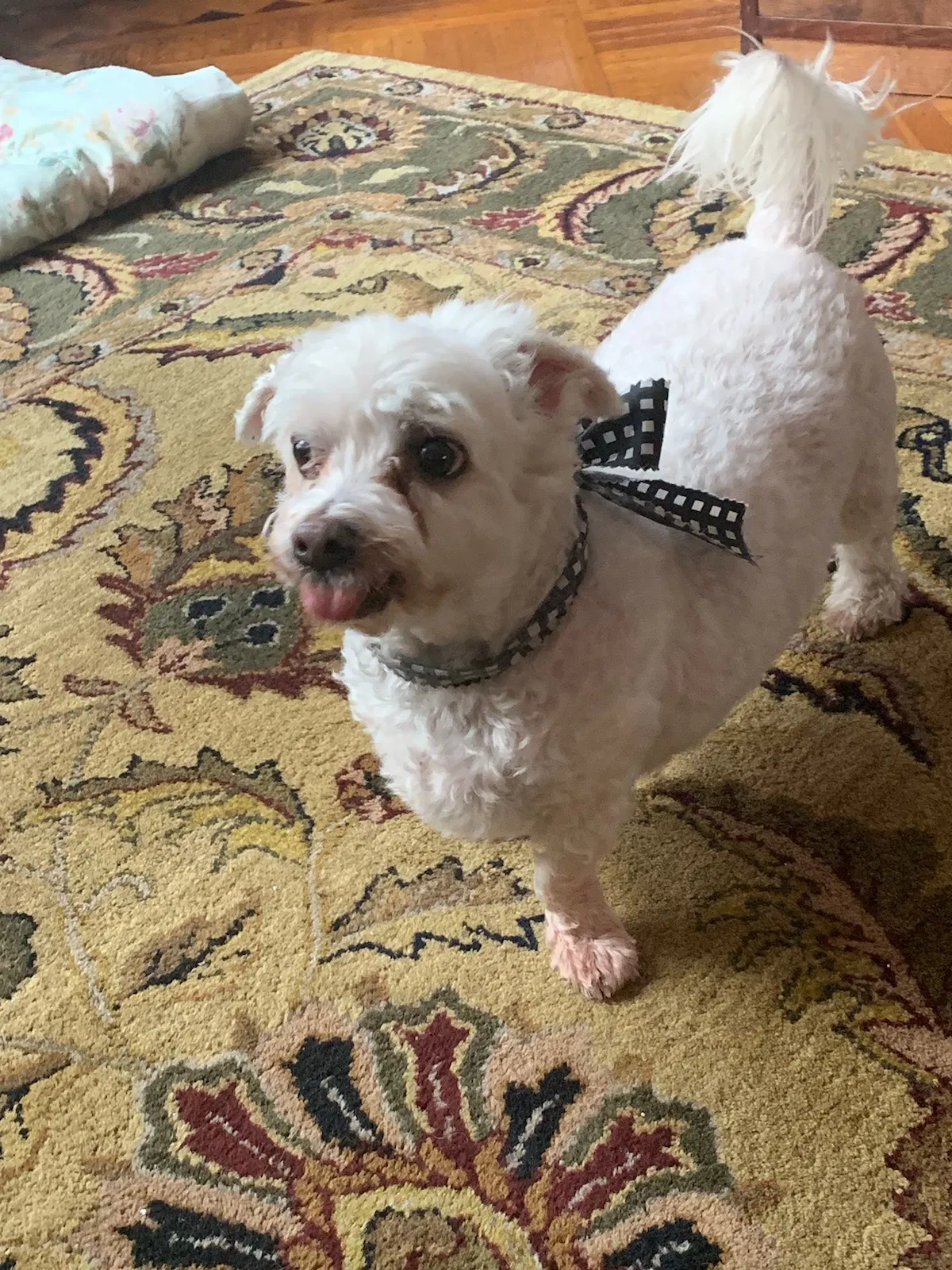 Lost dog in Brooklyn, NY, 11220