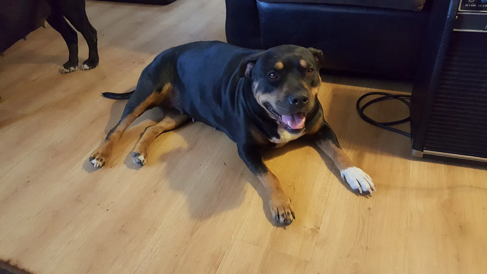 Lost dog in Ontario, CA, 91762