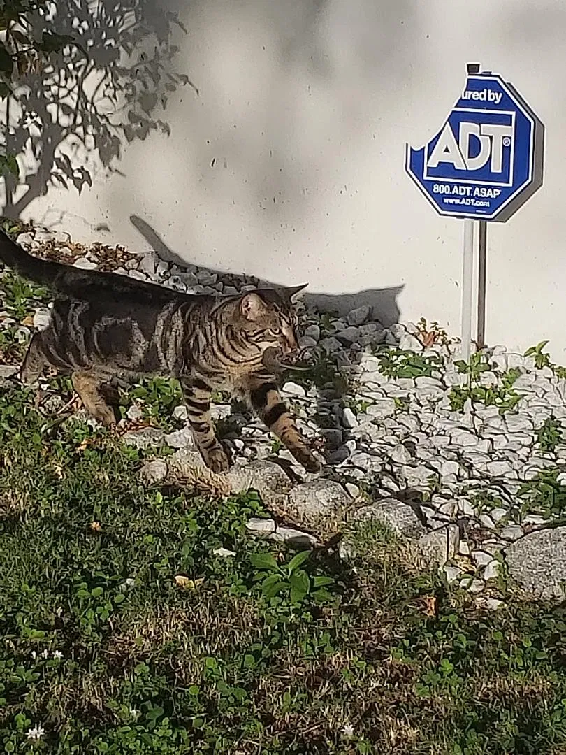 Lost cat in Lake Worth, FL, 33460