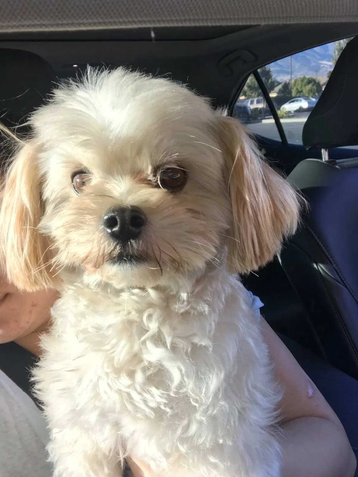 Lost dog in Yuma, AZ, 85365