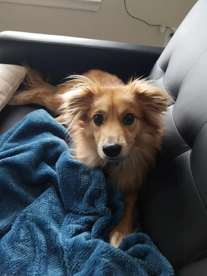 Lost dog in Addison, TX, 75001