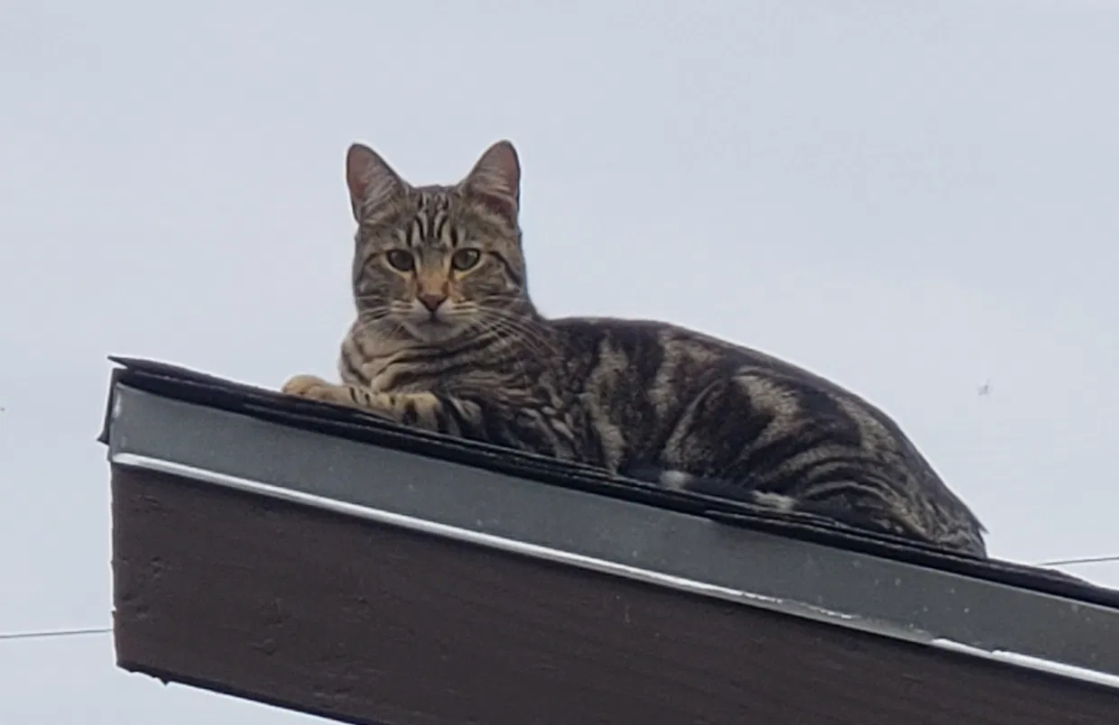 Lost cat in Portland, OR, 97202