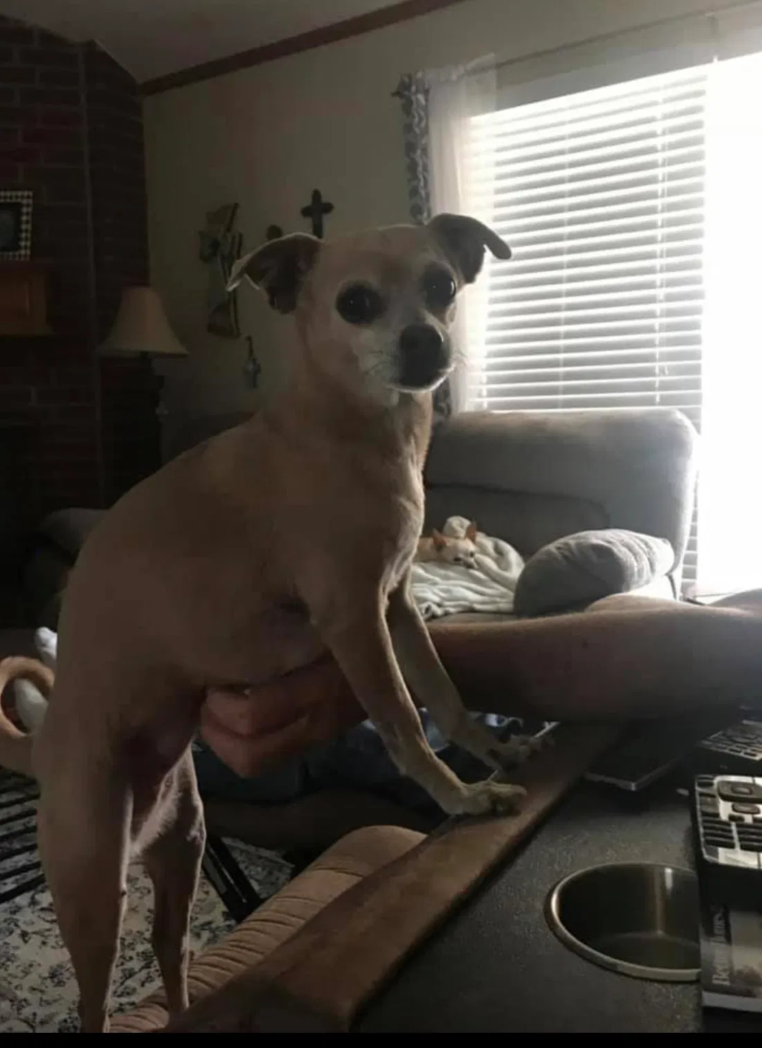 Lost dog in Odessa, TX, 79763