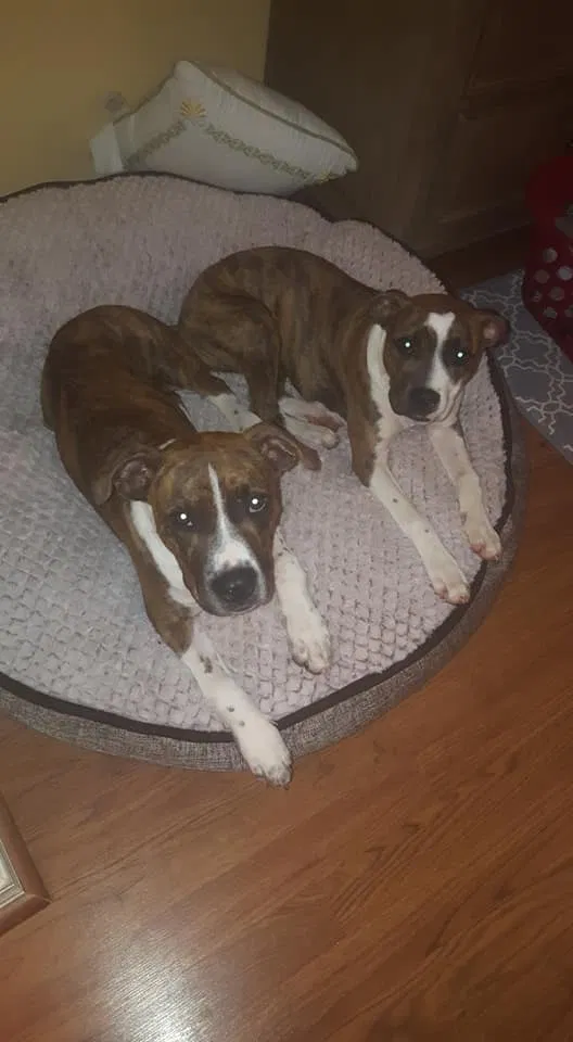 Found dog in Theodore, AL, 36582