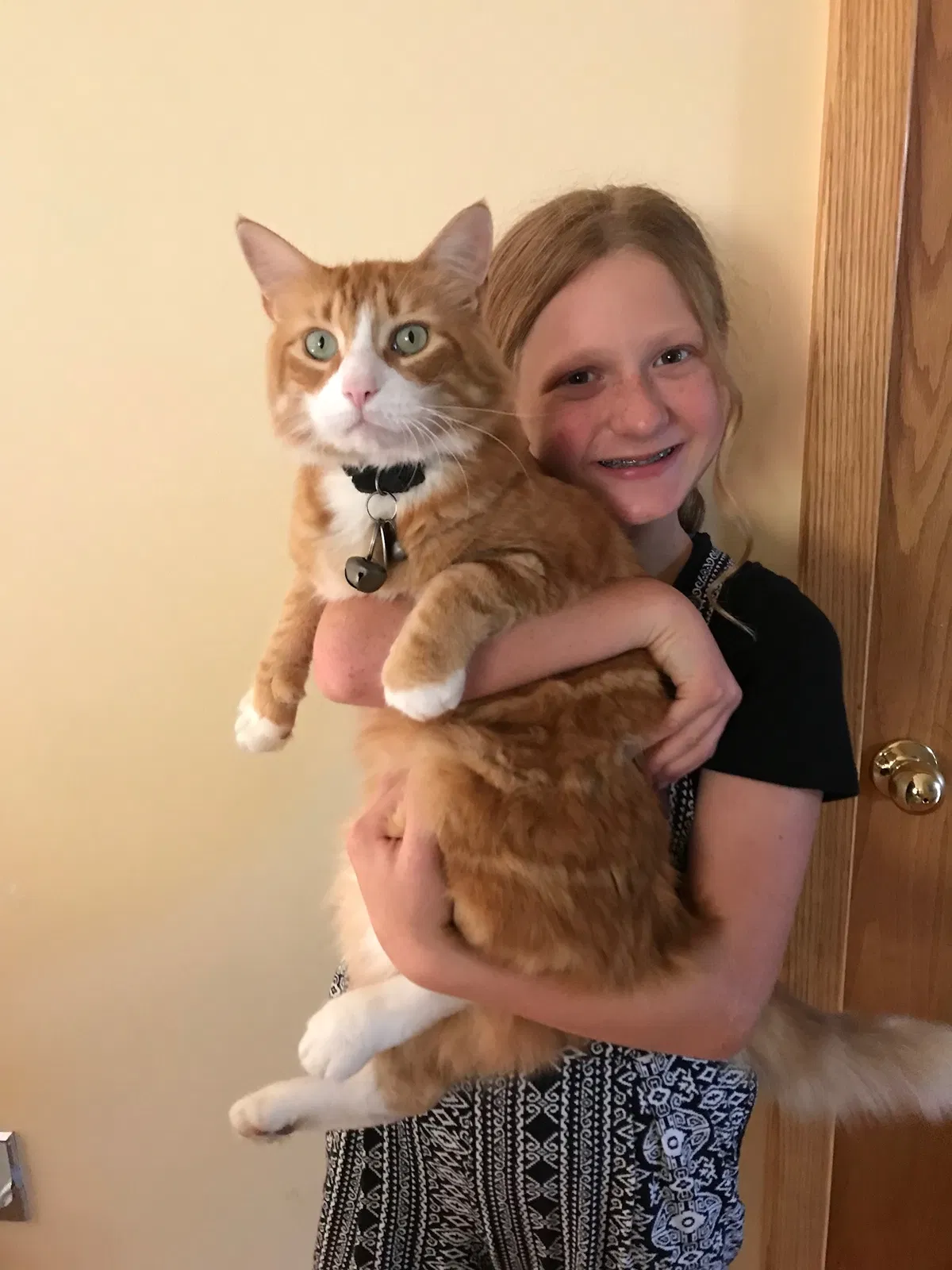 Lost cat in Syracuse, NY, 13215