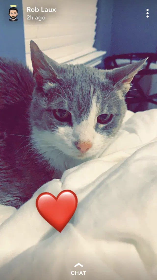 Lost cat in Pearland, TX, 77581
