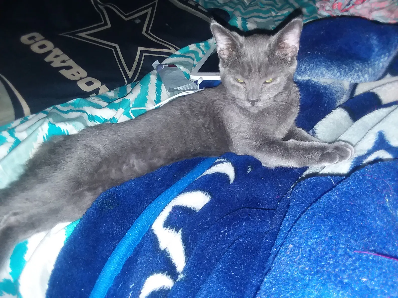 Lost cat in Fresno, CA, 93701