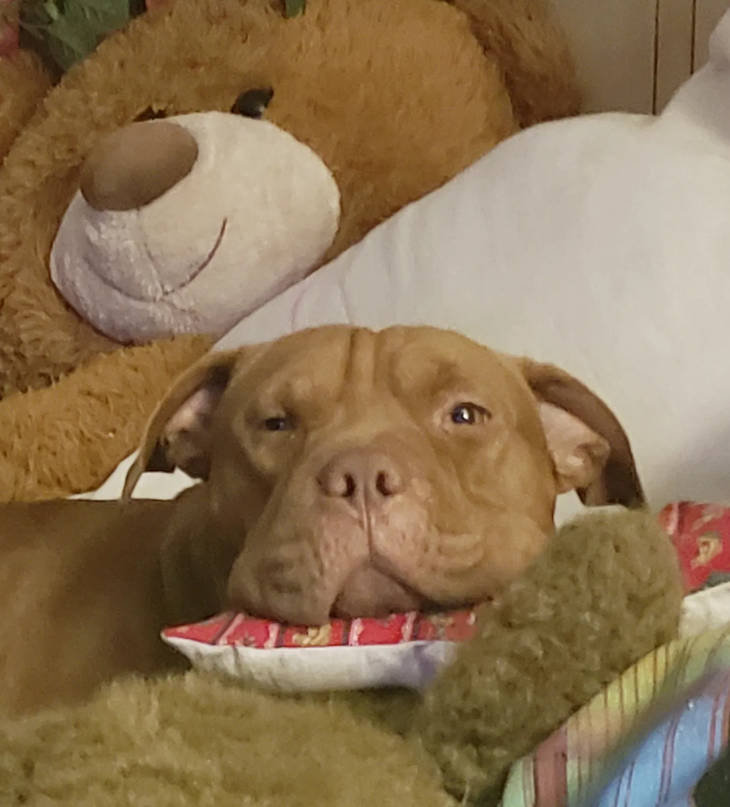 Lost dog in Burney, CA, 96013