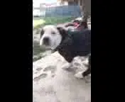 Lost dog in San Bernardino, CA, 92411