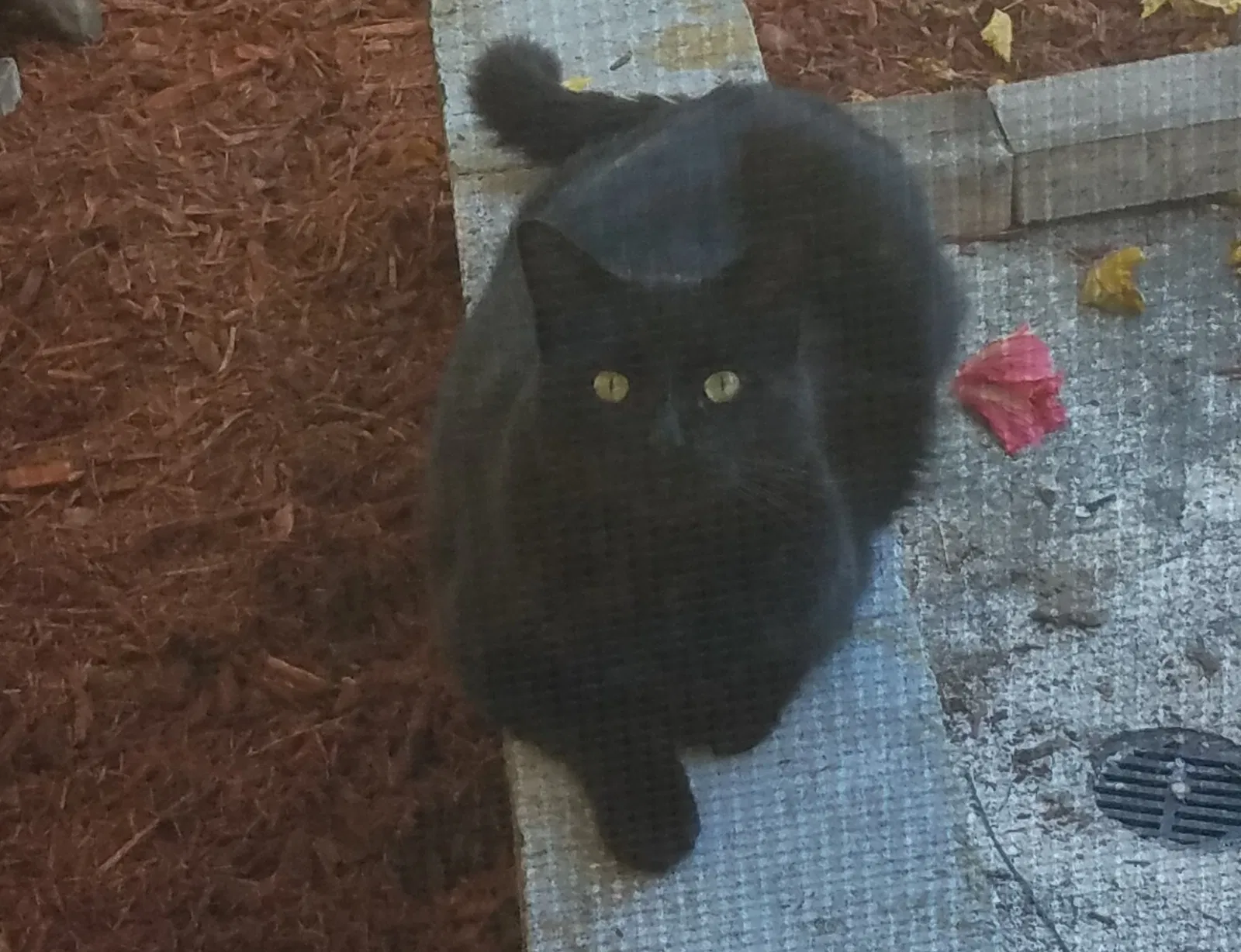 Lost cat in Cape Coral, FL, 33990