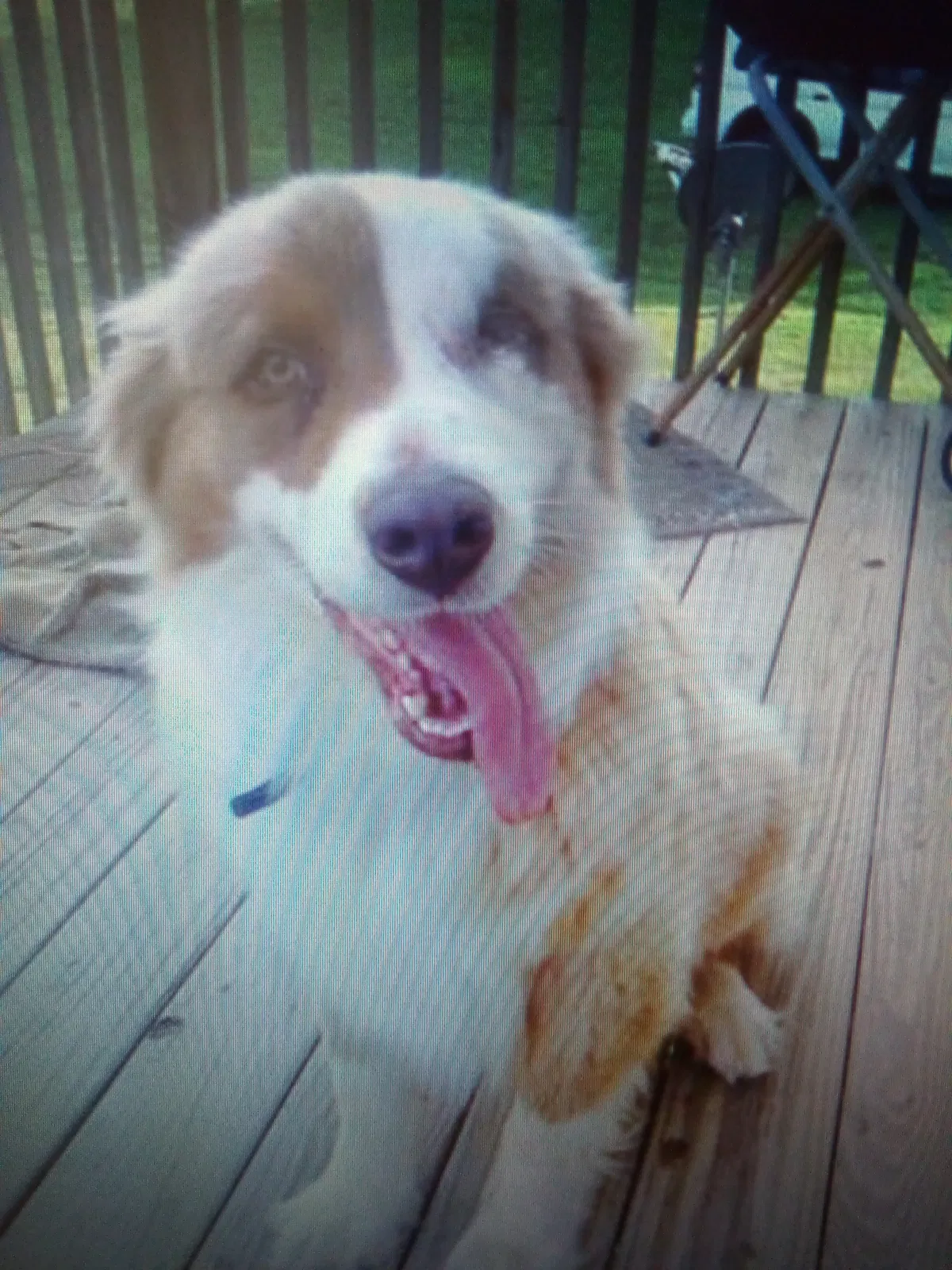 Lost dog in Morristown, TN, 37813