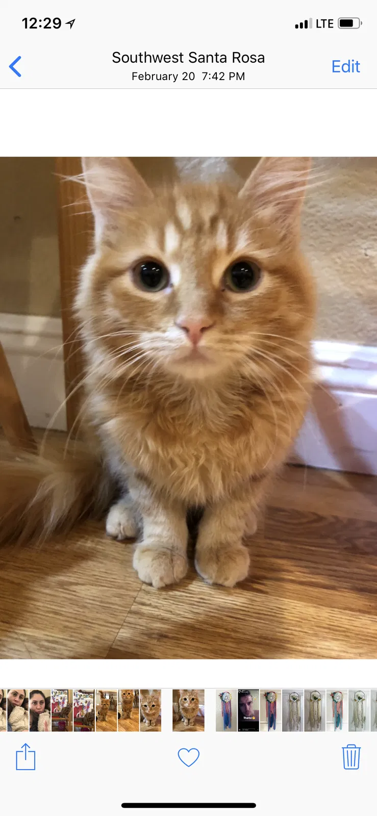 Lost cat in Santa Rosa, CA, 95407