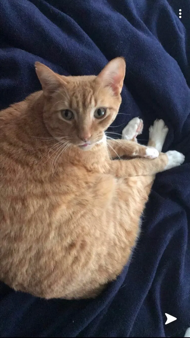 Lost cat in Westminster, MD, 21158