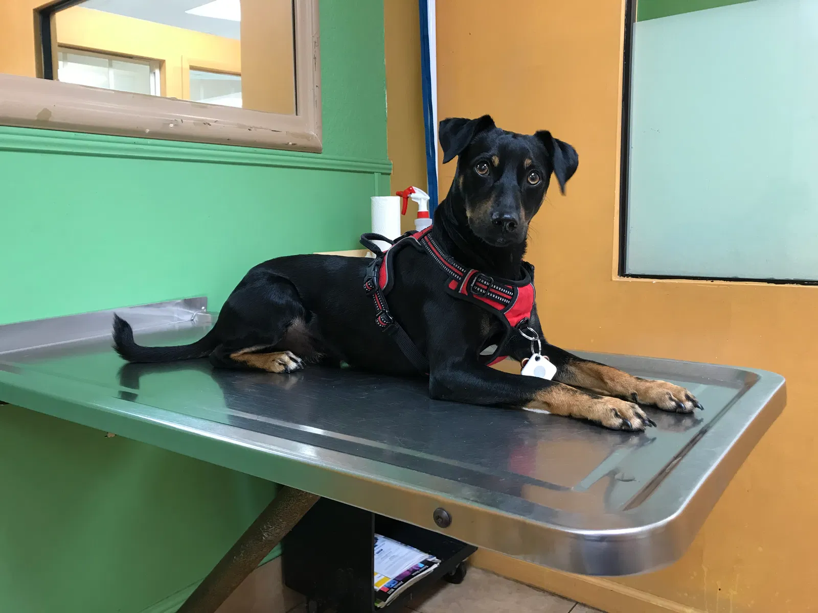 Lost dog in Lake Worth, FL, 33461