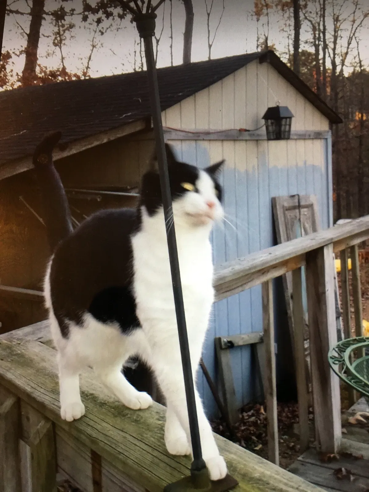 Lost cat in Adairsville, GA, 30103