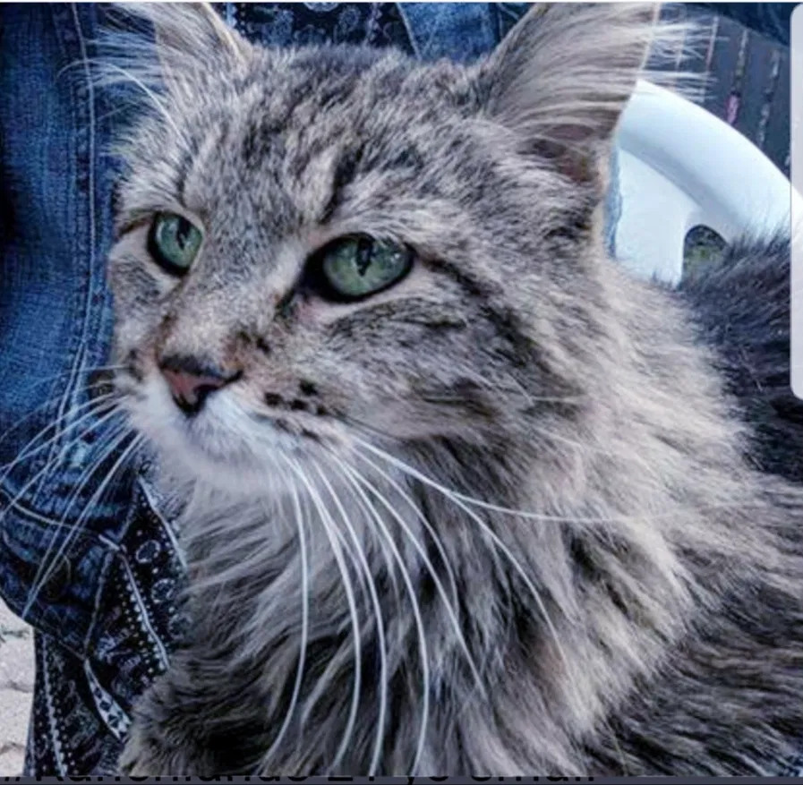 Lost cat in Tulsa, OK, 74145