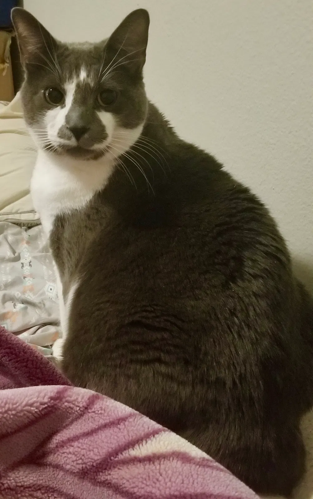 Lost cat in Port Orchard, WA, 98366