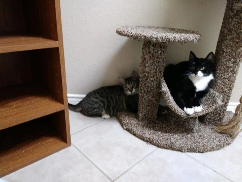 Lost cat in Fort Worth, TX, 76123