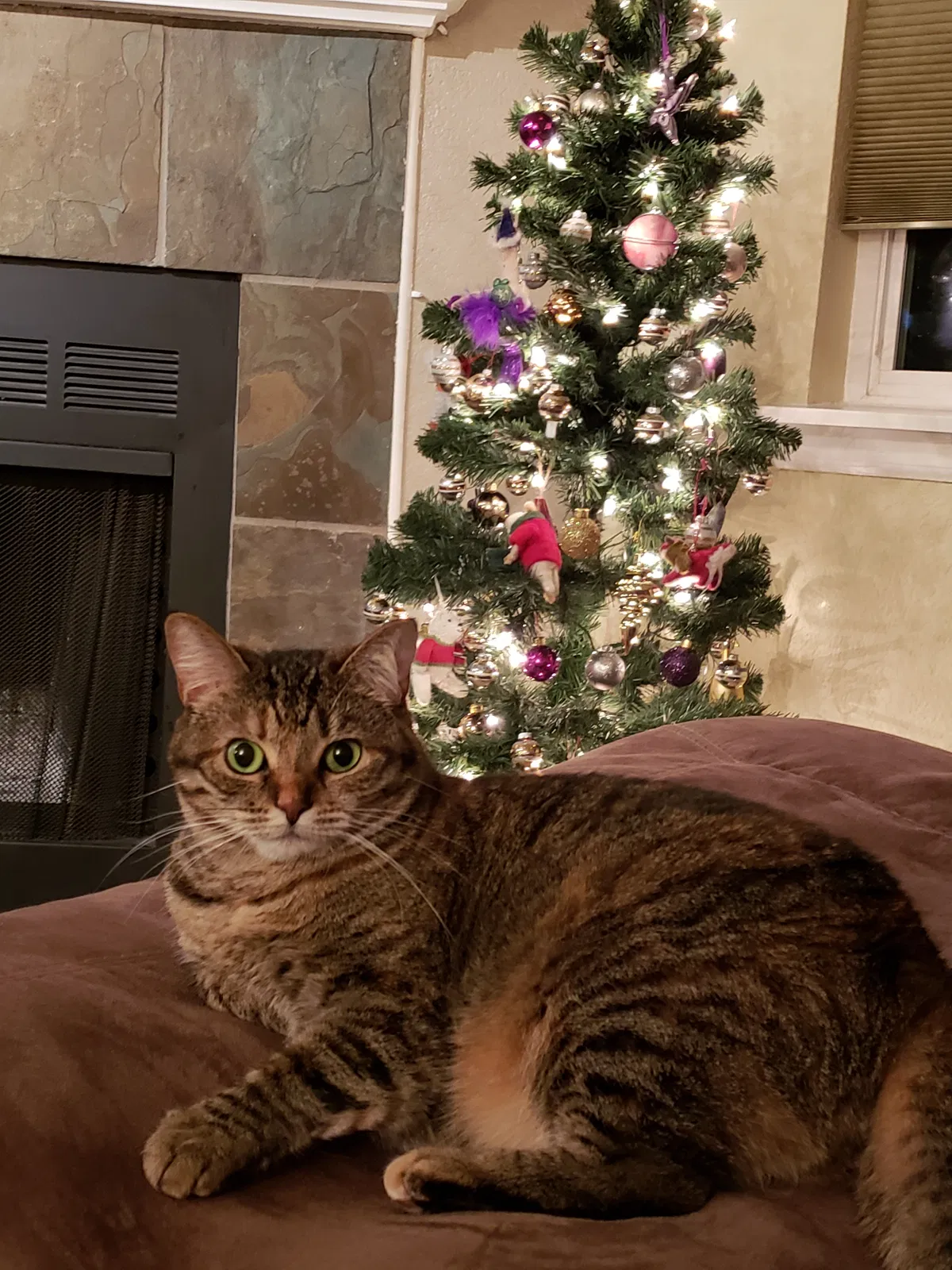 Lost cat in Seattle, WA, 98198