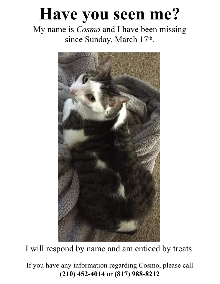 Lost cat in March Air Reserve Base, CA, 92518