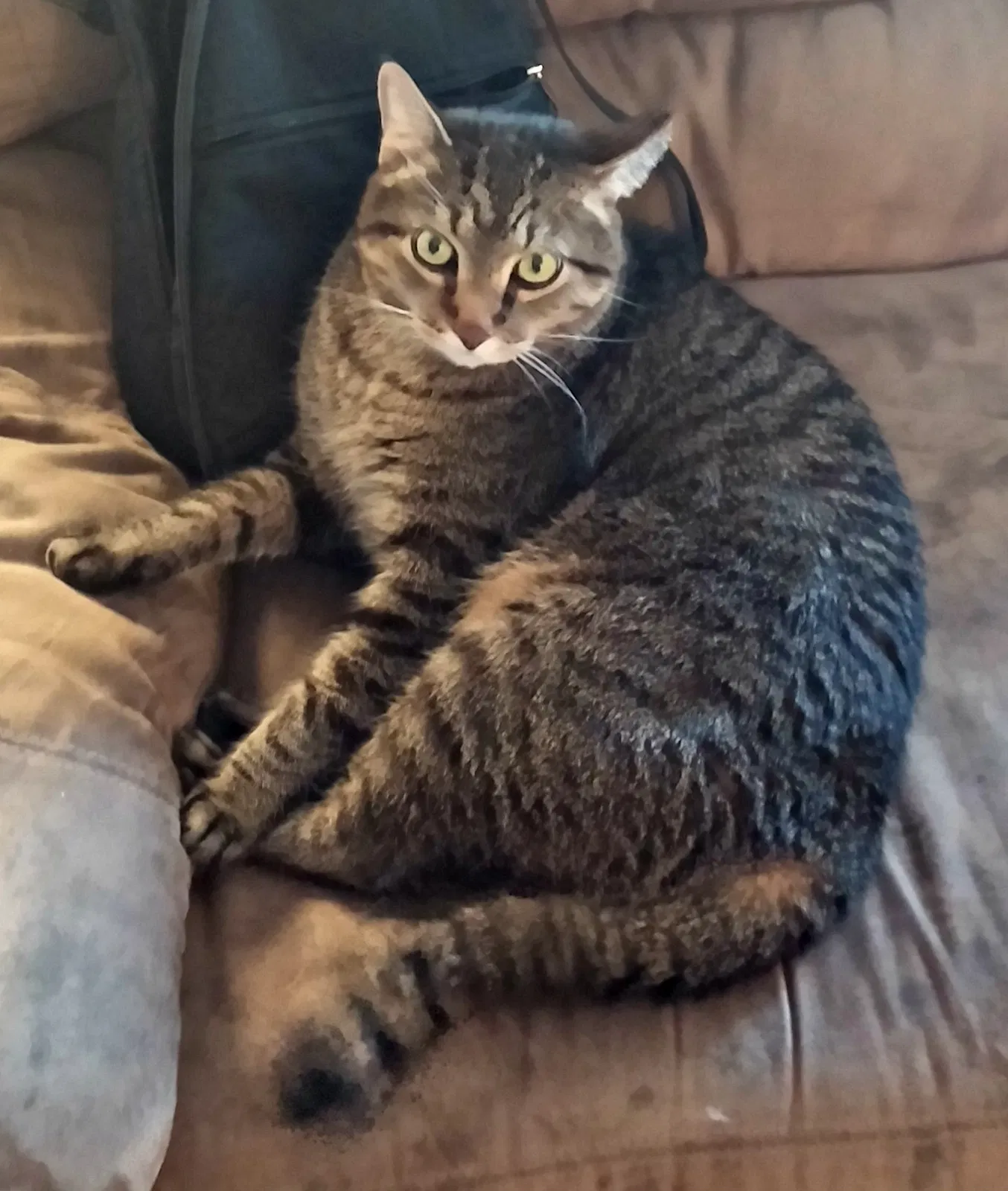 Lost cat in Casselberry, FL, 32707