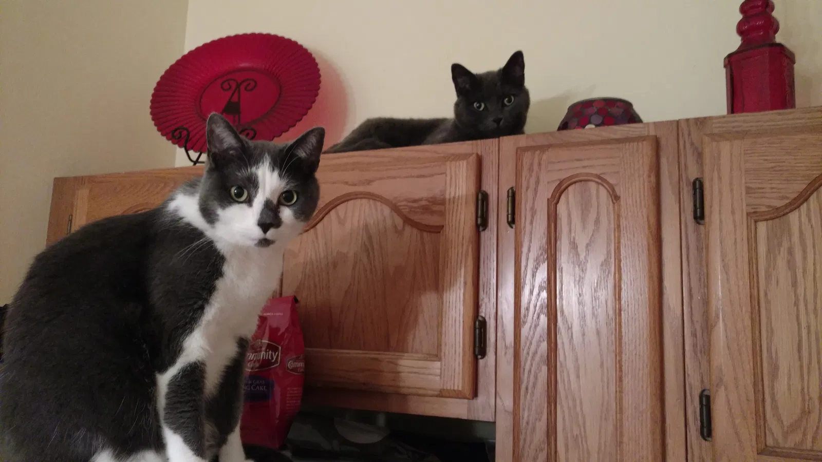 Lost cat in Saint Charles, MO, 63304