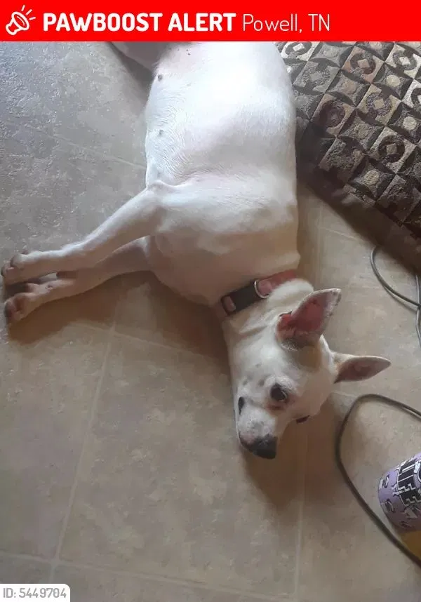 Lost dog in Powell, TN, 37849