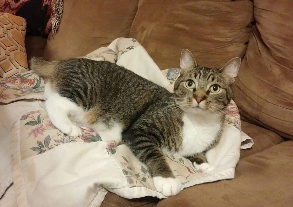 Lost cat in Valrico, FL, 33594