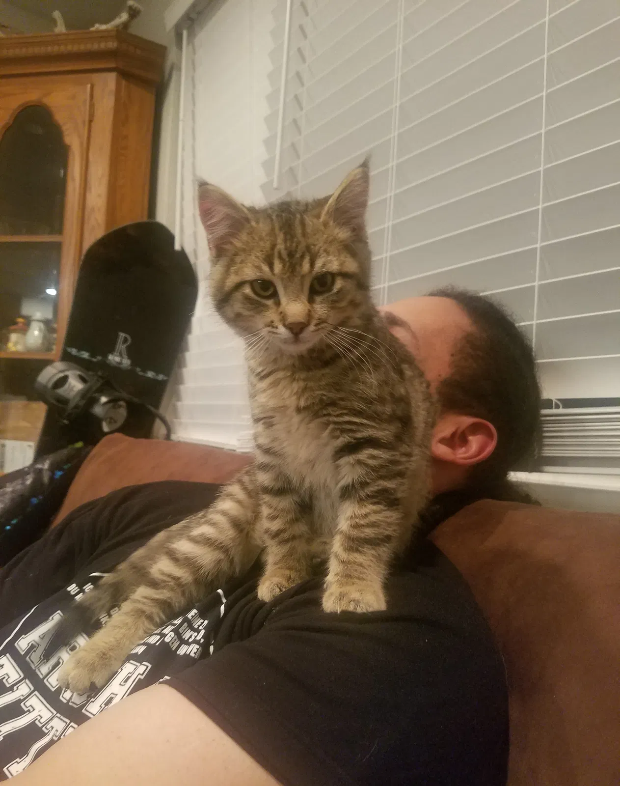 Lost cat in Denver, CO, 80229