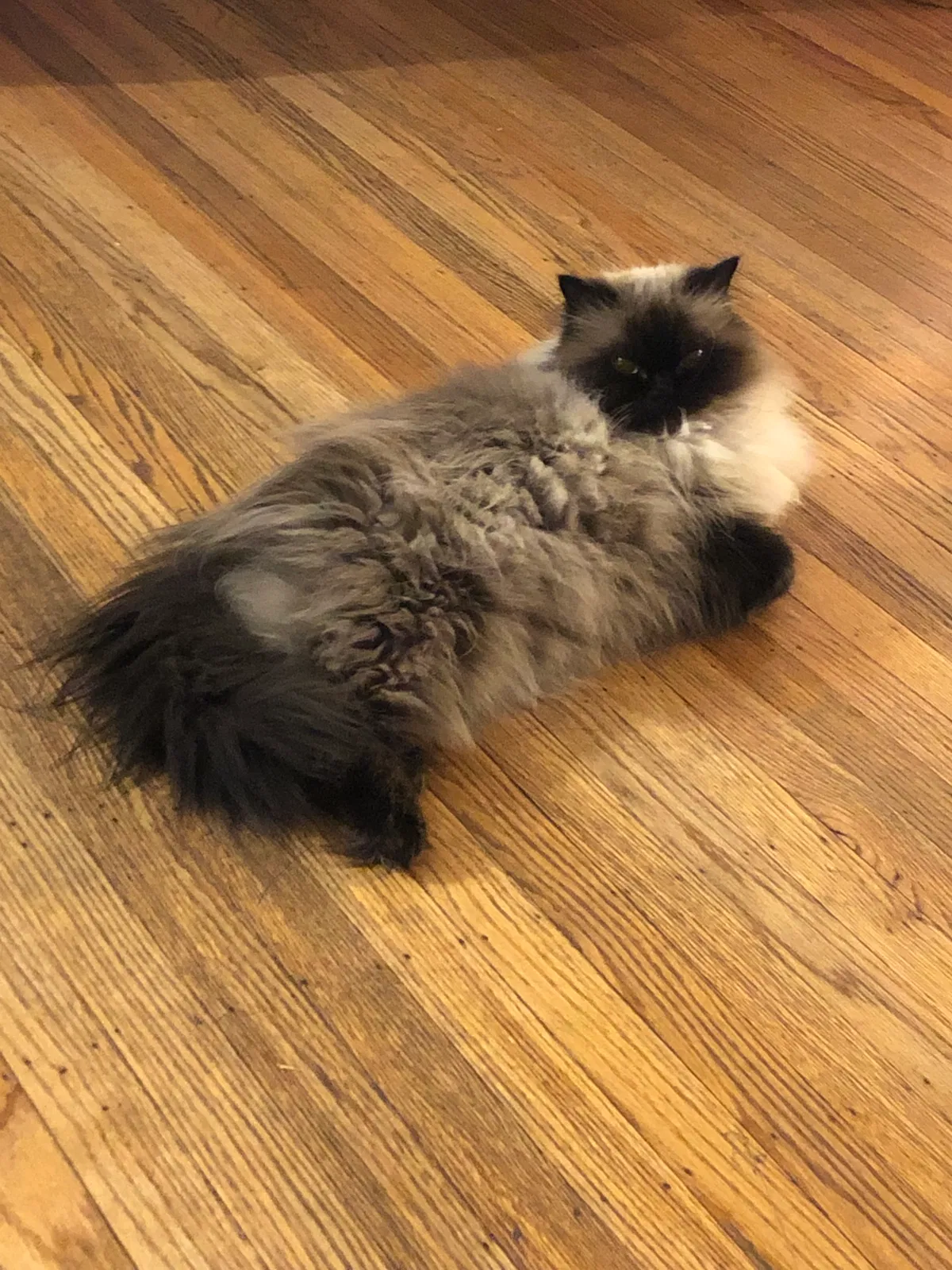Lost cat in Philadelphia, PA, 19124