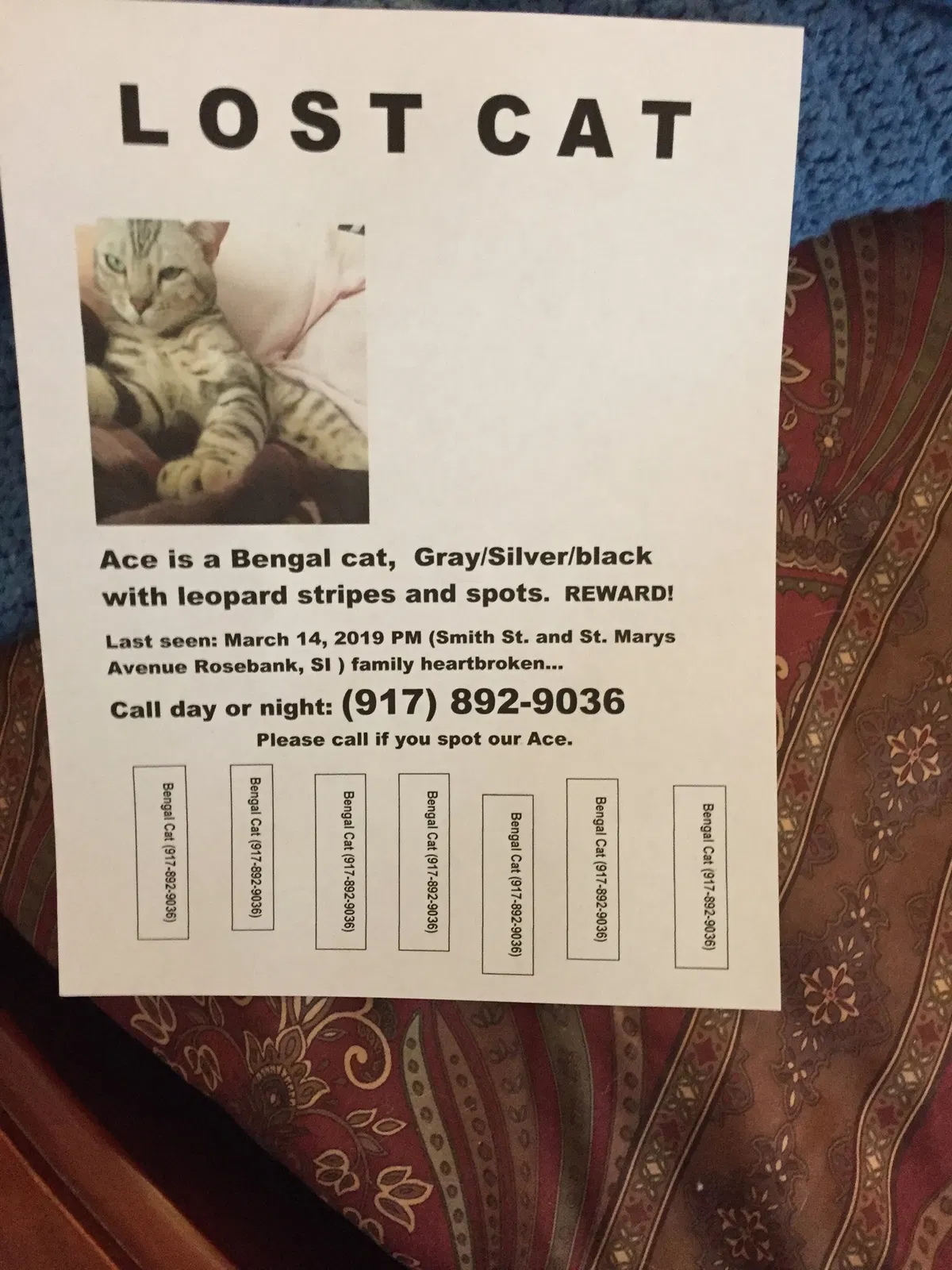 Lost cat in Staten Island, NY, 10305
