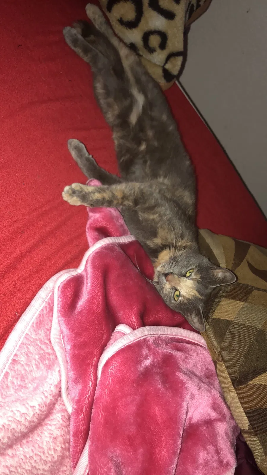 Lost cat in Temecula, CA, 92591