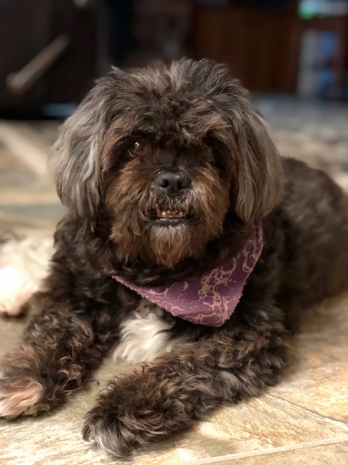 Lost dog in Altamonte Springs, FL, 32714