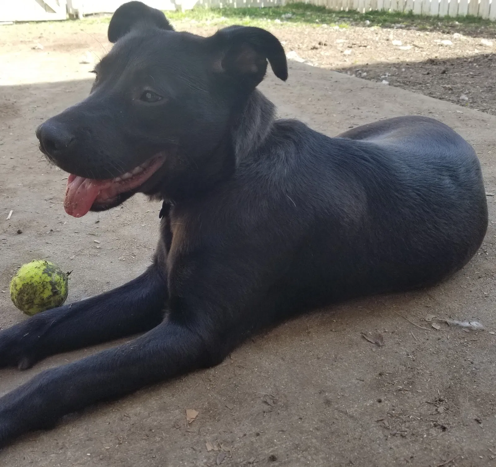 Lost dog in Fort Hood, TX, 76544