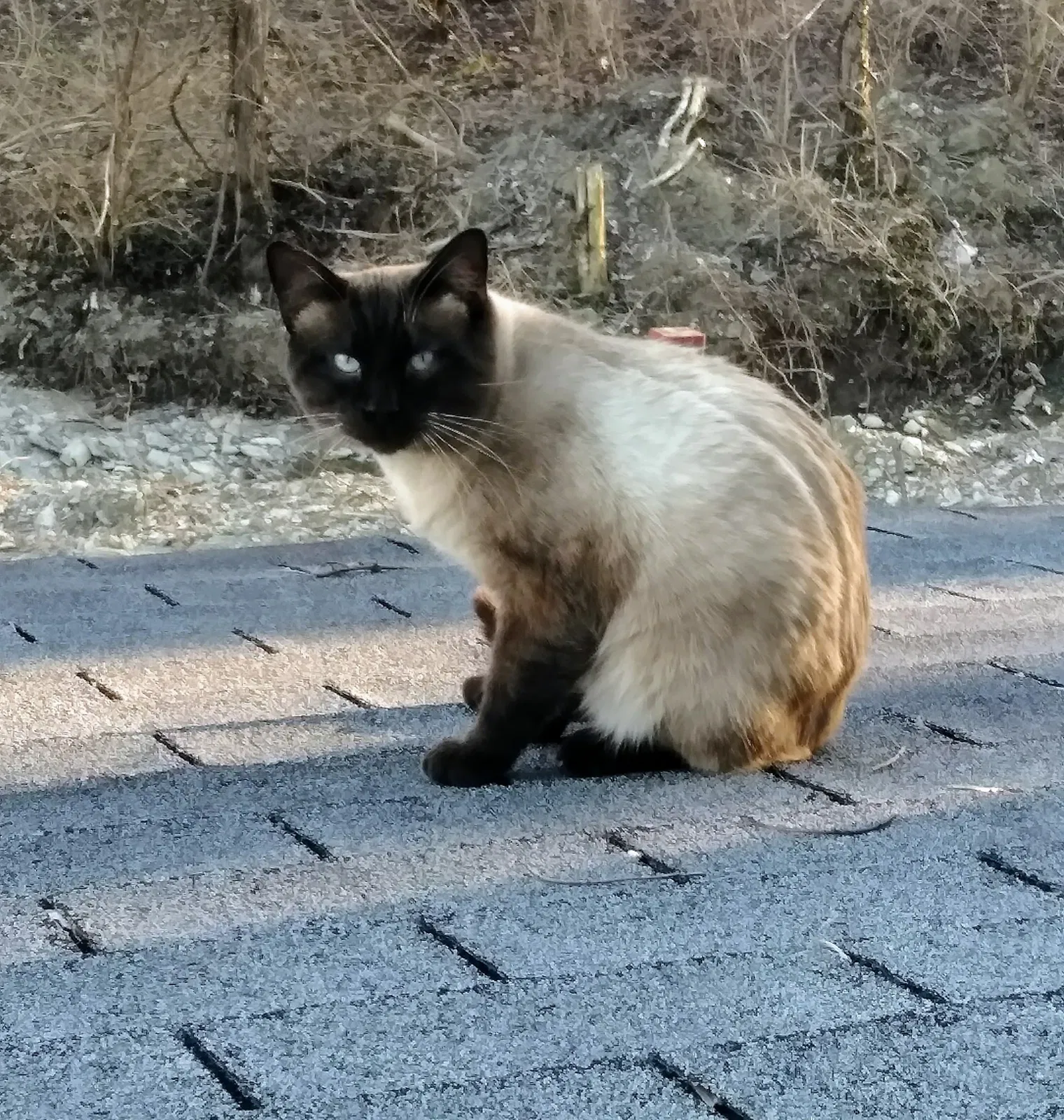Missing Cat