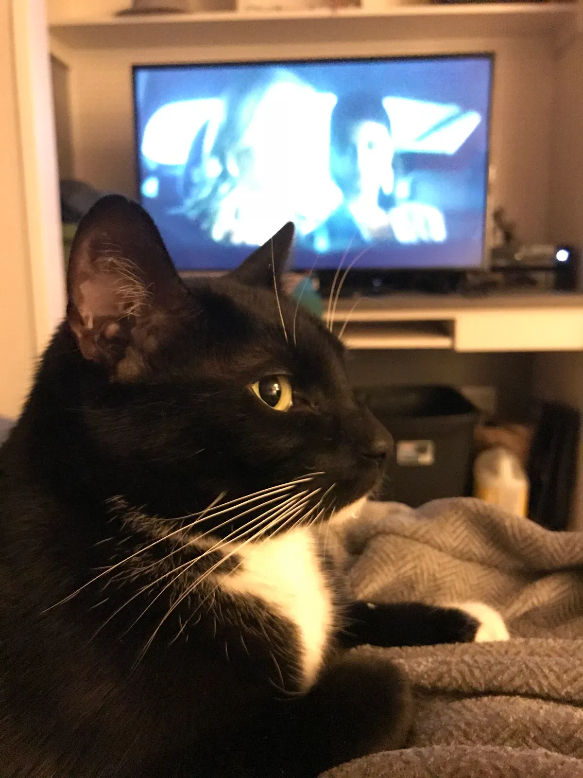 Lost cat in Pikeville, NC, 27863