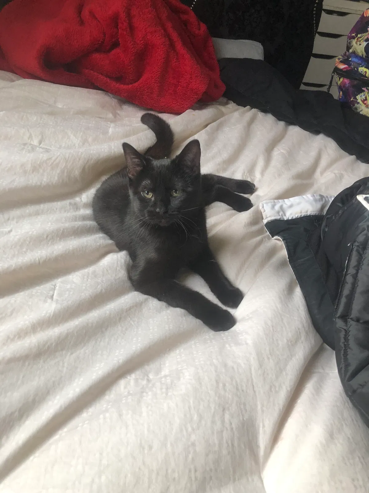 Lost cat in Montgomery, IL, 60538