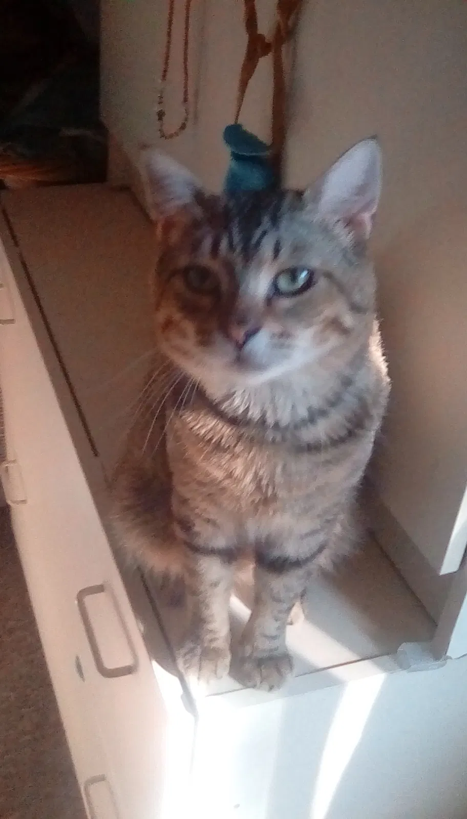 Lost cat in Bellingham, WA, 98226