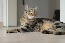 Lost cat in Saint Petersburg, FL, 33714