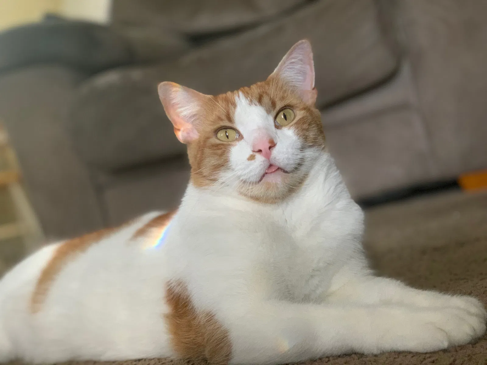 Lost cat in Hollywood, FL, 33024