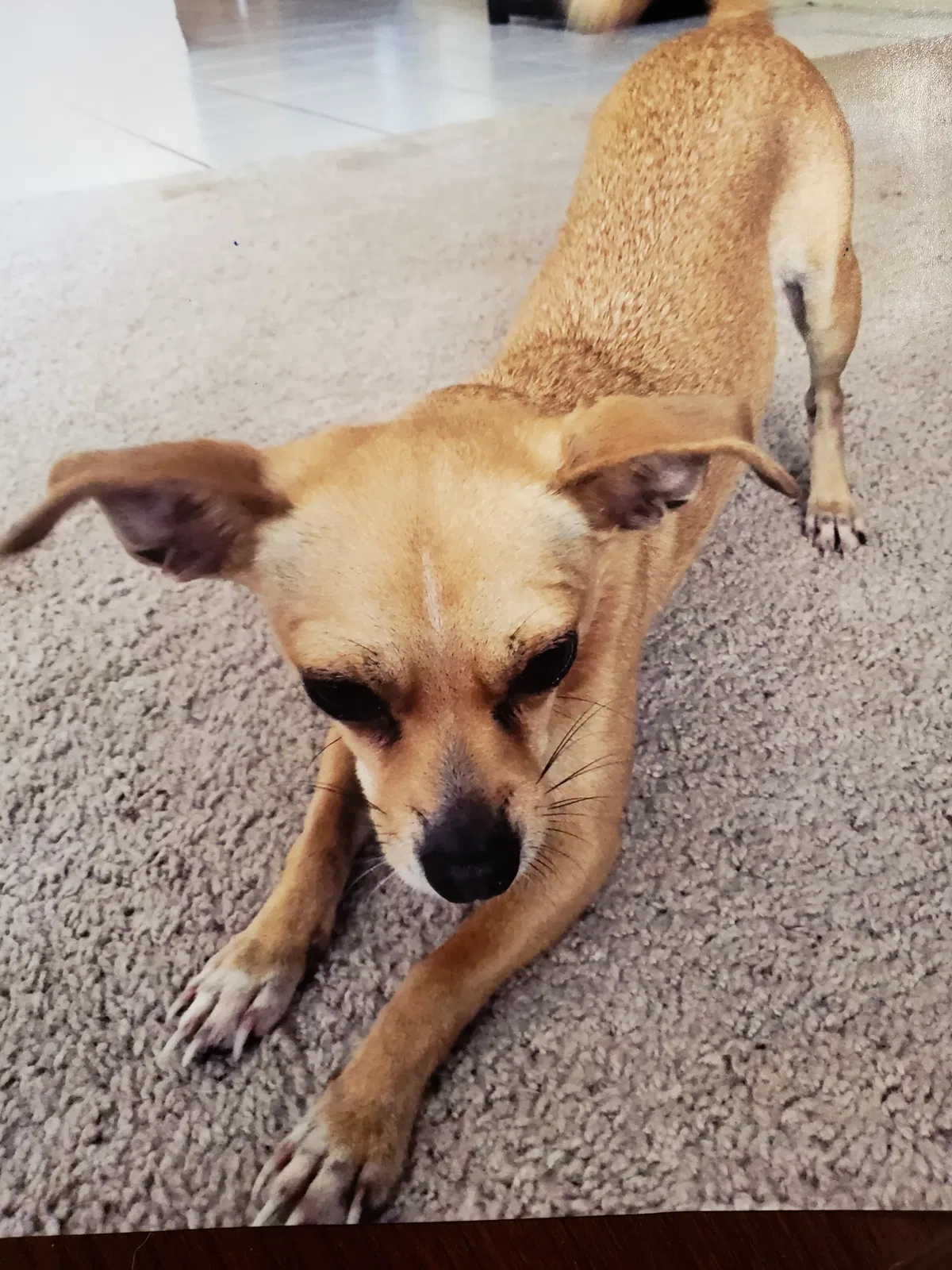 Lost dog in Lehigh Acres, FL, 33972