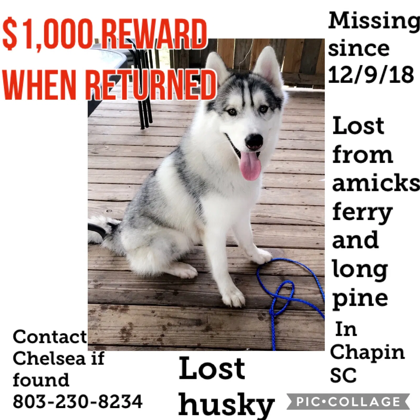 Lost dog in Chapin, SC, 29036