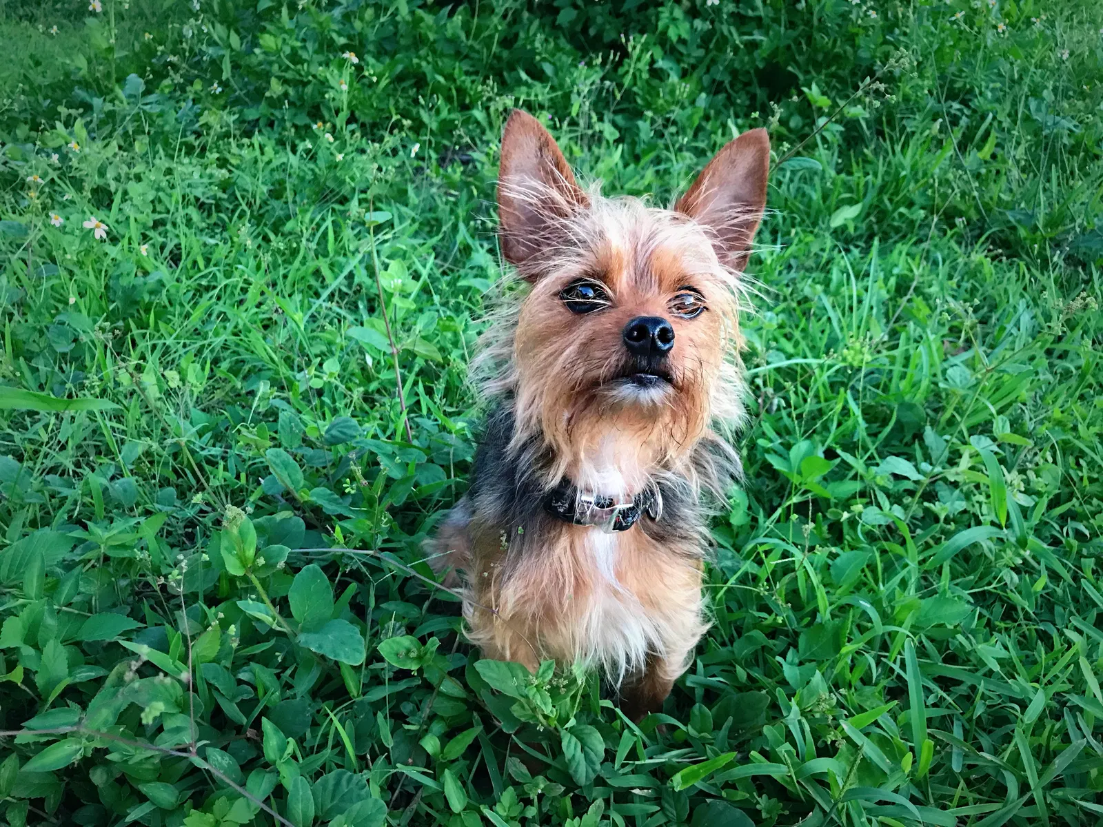 Lost dog in Lehigh Acres, FL, 33976